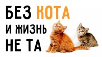 Дистанционный конкурс для граждан старшего поколения «Без кота и жизнь не та!»